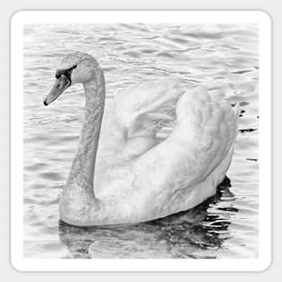 Swan on the water Sticker